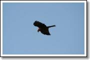 IMG_7451.JPG