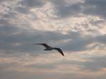 IMG_0535.JPG